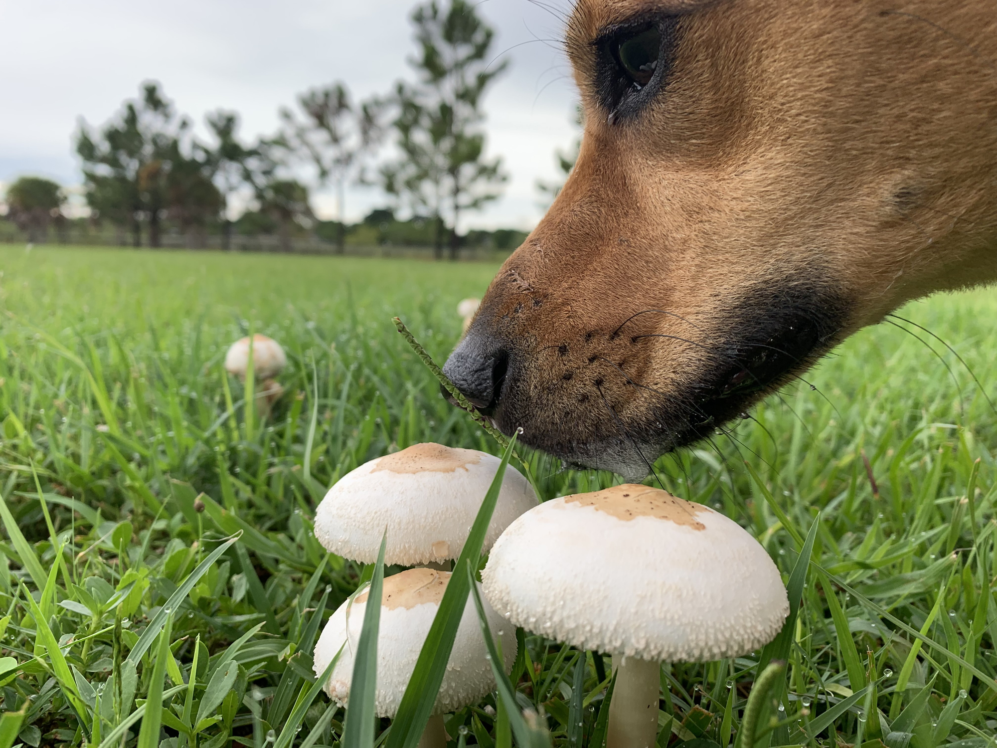 dog smelling mushroom